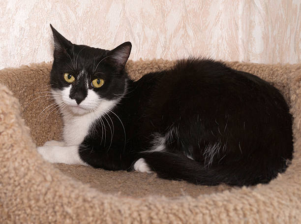 istock Black and white cat lies on scratching posts 472961996