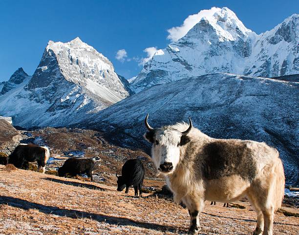 istock yak on pasture and ama dablam peak 472963734