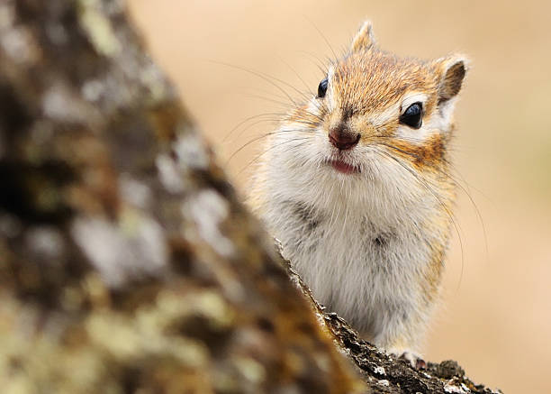 istock Closeup of a cute chipmunk on tree stump 472966334