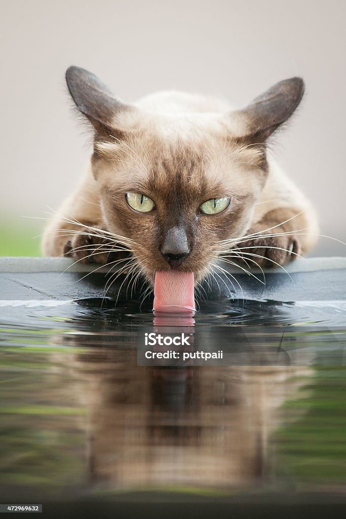 Funny Cat Drinks Water With His Long Tongue Stock Photo - Download Image Now - Domestic Cat, Drinking, Humor - iStock Funny Cat Drinks Water With His Long Tongue Stock Photo - Download Image Now - Domestic Cat, Drinking, Humor - iStock