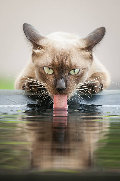 funny cat drinks water with his long tongue Due to Hot weather in summer, funny cat drinks water from pond using his long tongue with reflection  cat water stock pictures, royalty-free photos & images