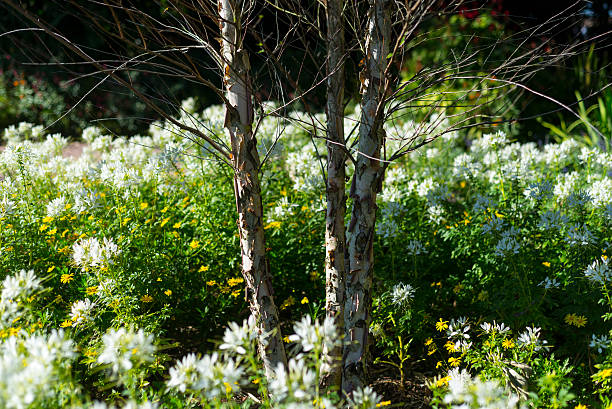 Trees in the garden