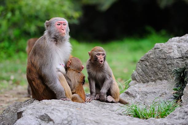 istock Females monkey and its baby 472970738