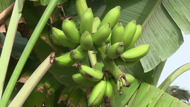 Bananas growing in the tropics.