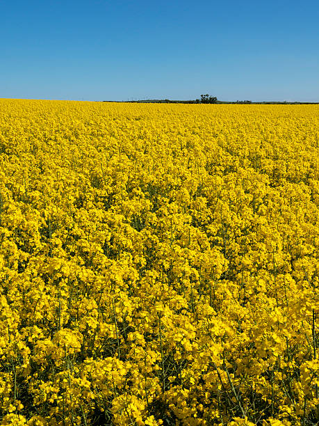 istock field of rapeseed crop Derbyshire,uk 472980428