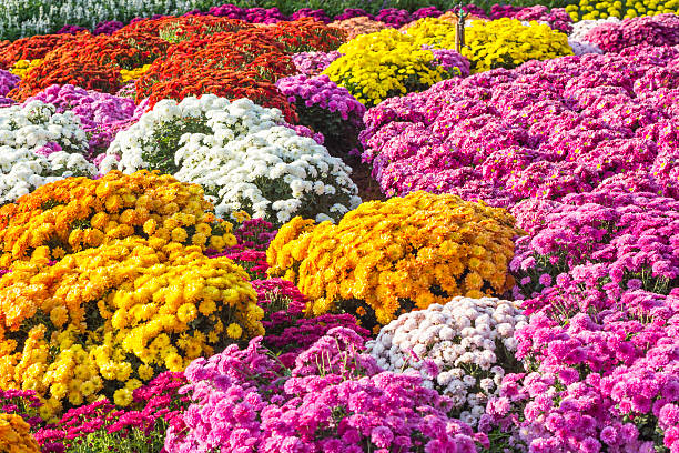 istock colorful flower in the garden 472980438