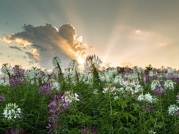 istock Spider Flower, Cleome Spinosa, Caparidaceae field sunset and sun 472980538