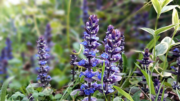 Ajuga reptans Ajuga reptans, commonly known as bugle, blue bugle, bugleherb, bugleweed, carpetweed, carpet bungleweed, common bugle, is an herbaceous flowering plant native to Europe. molinia caerulea stock pictures, royalty-free photos & images
