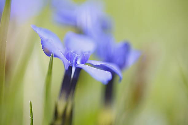 istock Gentiana utriculosa 472983232