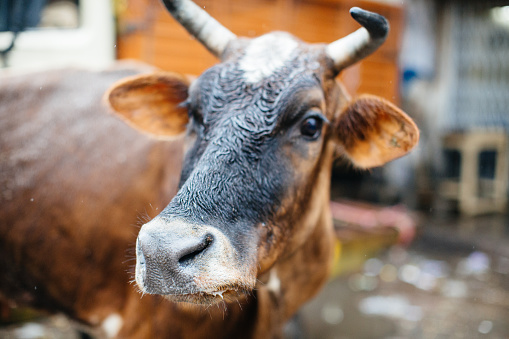 A sacred cow standing in a street, Delhi, India.