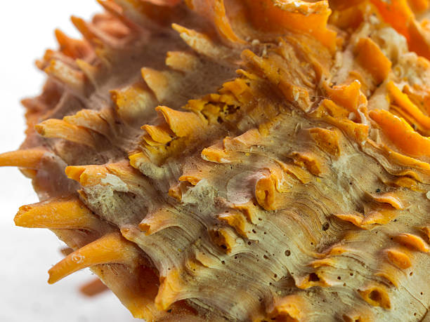 istock close-up of a sea shell 472986788