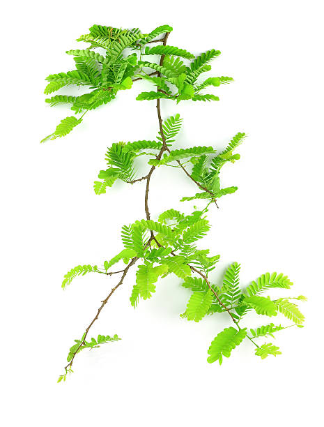istock Green leaves tamarind isolated on white. 472987318