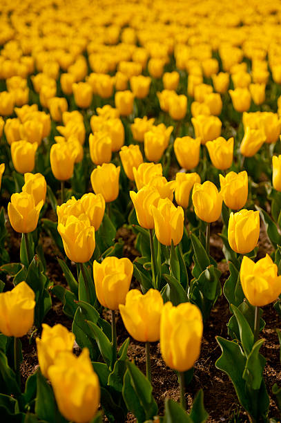 istock colorful tulips field 472989778