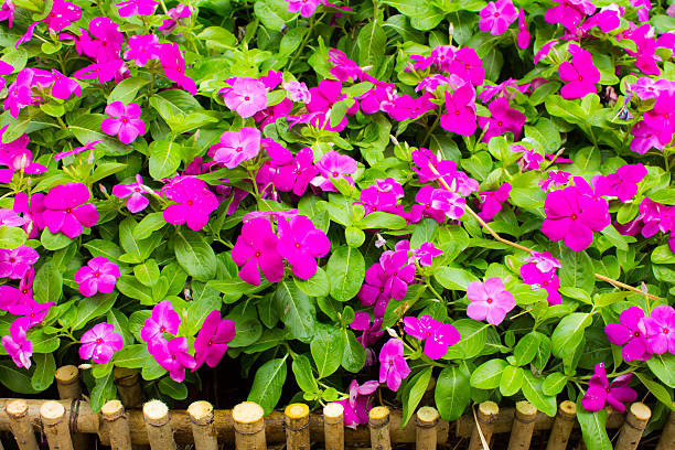 Vinca flower garden