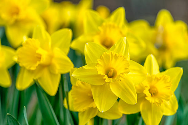 tas de jonquilles jaunes - daffodil photos et images de collection