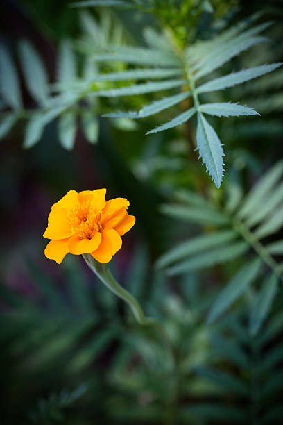 Golden Guardian Marigold flower stock photo