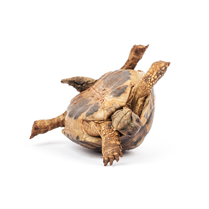 Tortoise upside down in trouble, on the white background. Trouble concept.