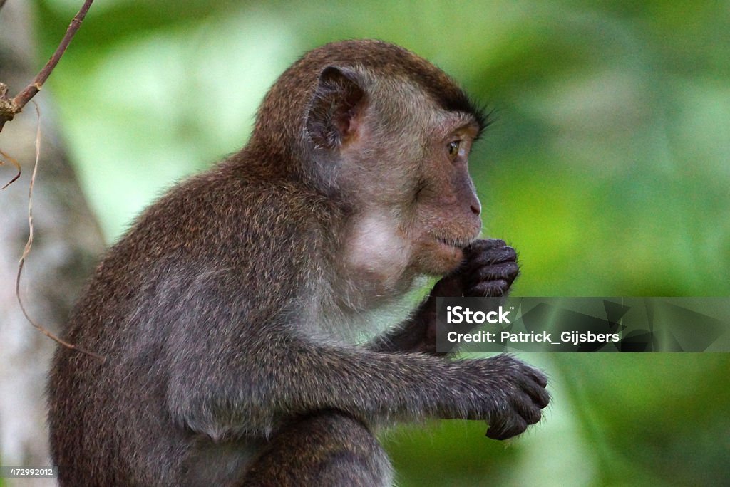 Crab-eating macaque Names: Crab-eating macaque, long-tailed macaque, Cynomolgus monkey 2015 Stock Photo