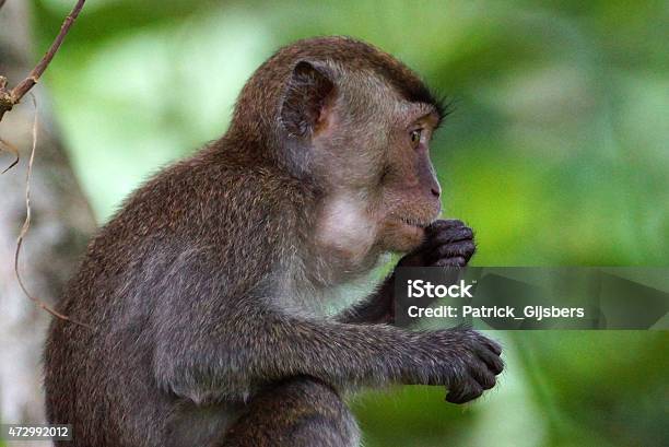 Crabeating Macaque Stock Photo - Download Image Now - 2015, Animal, Animal Wildlife