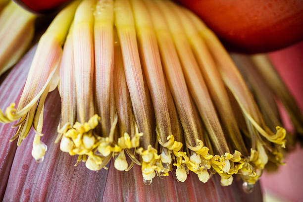 Close-up shot of immature bananas within the flower stock photo