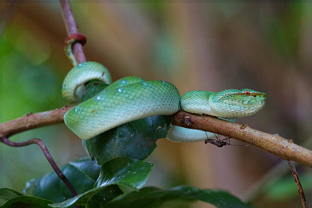 víbora víbora de hoyo - waglers temple viper fotografías e imágenes de stock