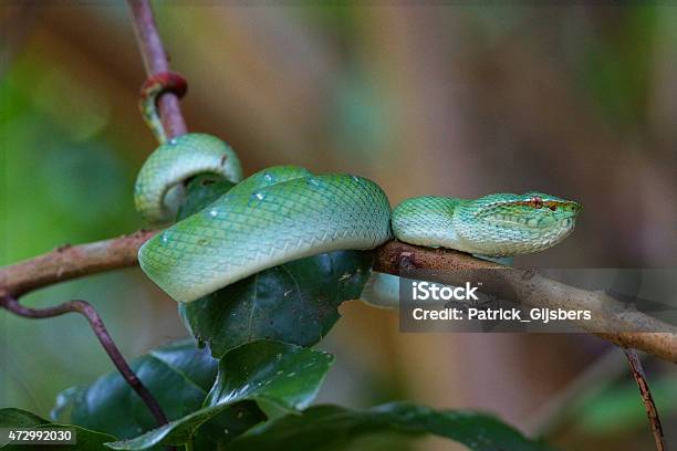 Waglers Pit Viper Stock Photo - Download Image Now - Wagler's Temple Viper, 2015, Animal