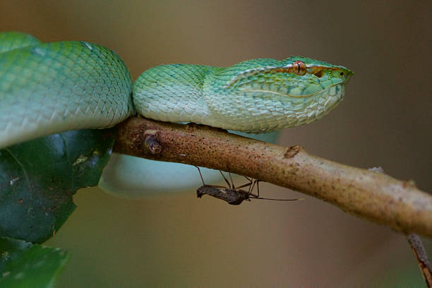 víbora víbora de hoyo - waglers temple viper fotografías e imágenes de stock