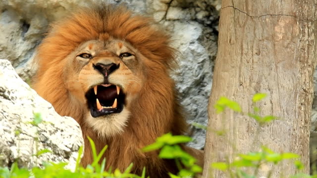 Lion yawning