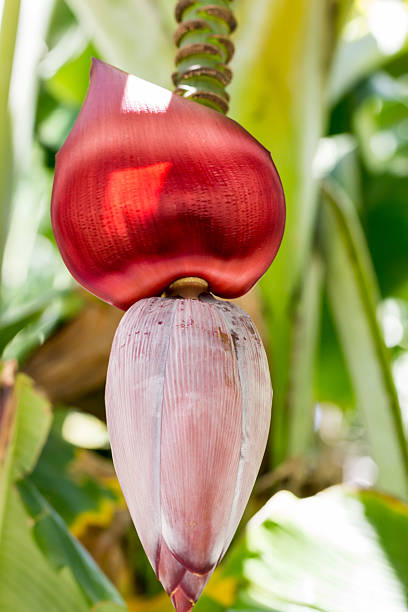 banana flower with one petal flipped open stock photo