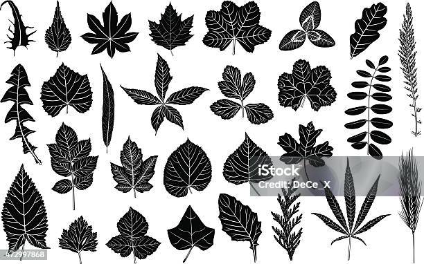 Leaves Stock Illustration - Download Image Now - Alder Tree, Leaf, 2015