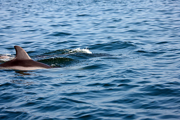 istock Dolphin swimming wild in the Pacific Ocean off Peru 472999026