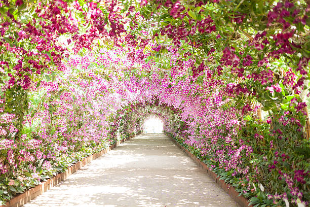 footpath in a botanical garden with orchids lining the path footpath in a botanical garden with orchids lining the path. natural arch stock pictures, royalty-free photos & images