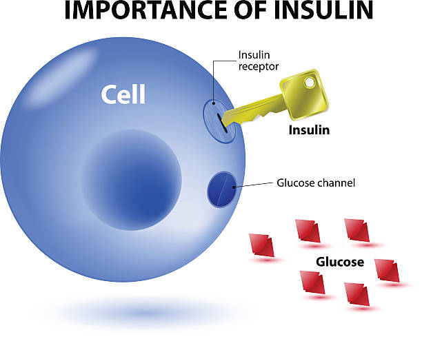 ilustrações, clipart, desenhos animados e ícones de como insulina trabalho - insulina