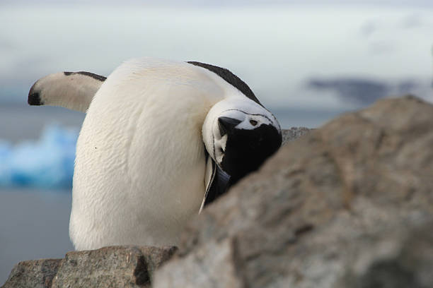Cute closeup of Chinstrap penguin (Pygoscelis antarctica)