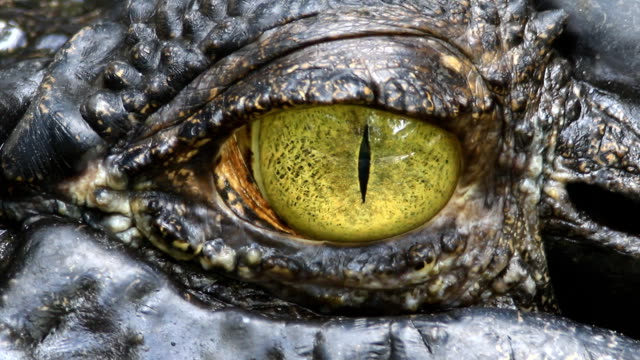 Siamese Crocodile eye
