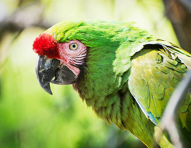 istock Mexican military macaw portrait 473003070