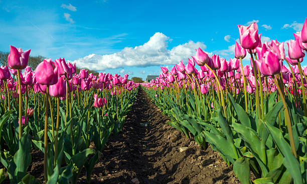 istock Tulips on a field under a blue cloudy sky 473003584