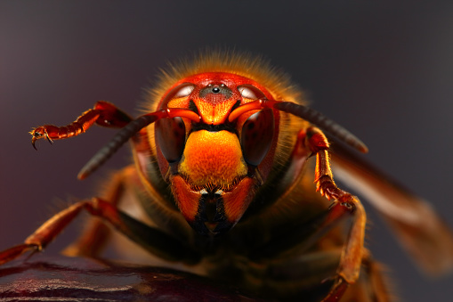 Extrerme Close-Up of Hornet