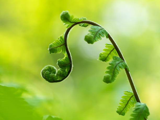 Young leave of the fern in the early summer forest stock photo