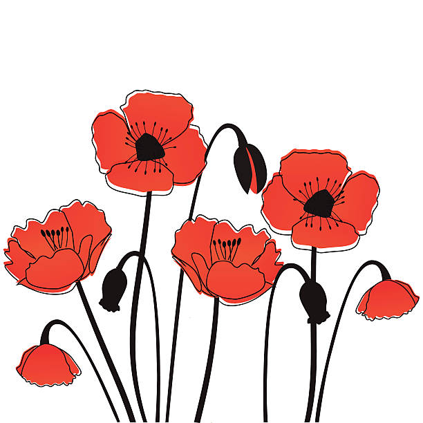 ilustrações de stock, clip art, desenhos animados e ícones de flores de papoila - field poppy single flower flower