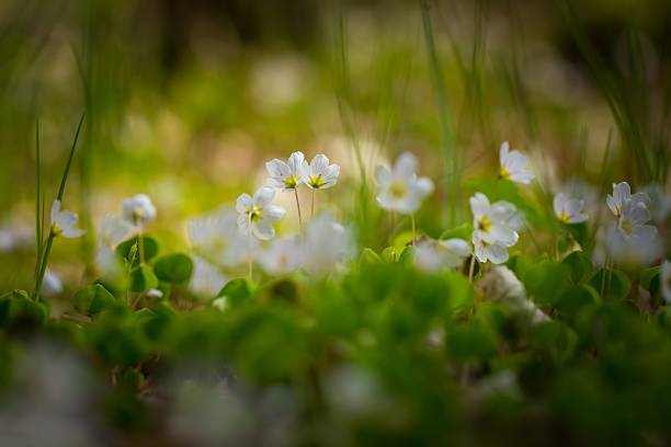 istock White wild flowers blooming. Wood sorrel 473010204