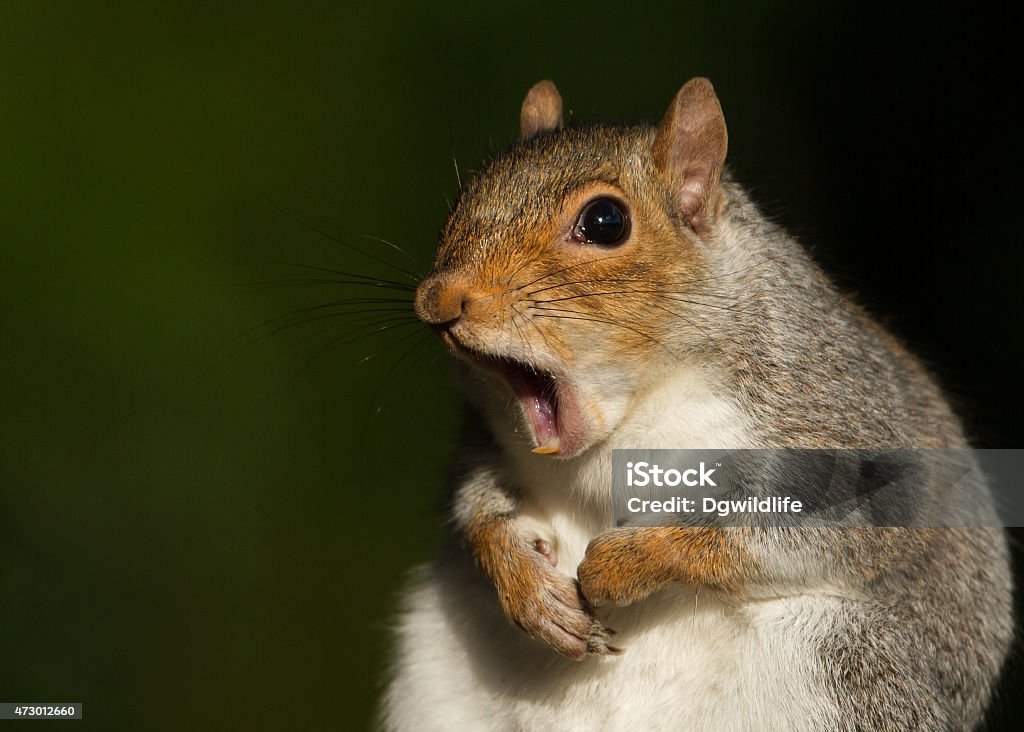 Graue Eichhörnchen Gähnen - Lizenzfrei Eichhörnchen - Gattung Stock-Foto