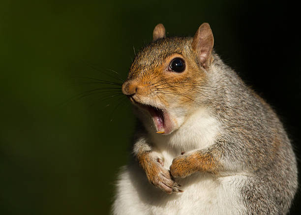 Grey squirrel yawning stock photo