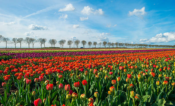 istock Tulips on a field under a blue cloudy sky 473012862