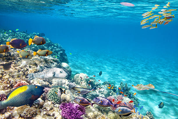istock Tropical fish swimming in blue water on coral reef 473013044