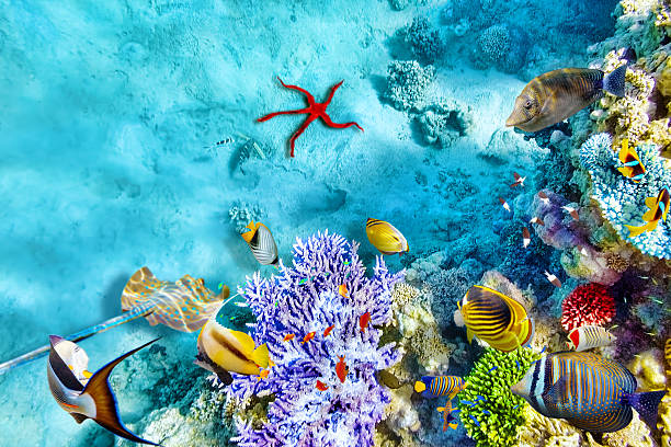 Thriving underwater world with corals and tropical fish stock photo