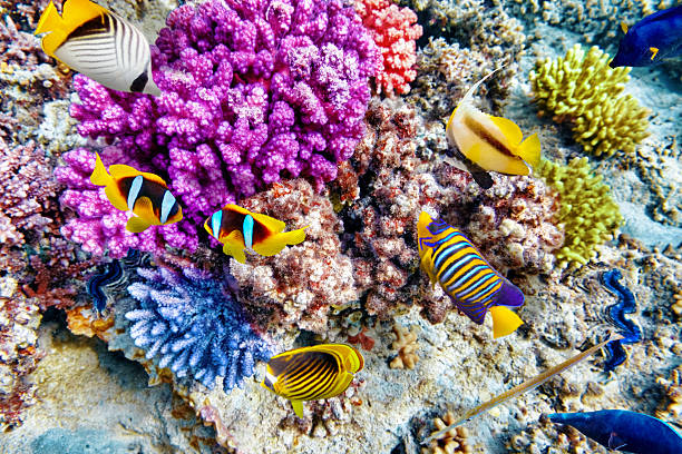 istock Underwater world with corals and tropical fish. 473013074
