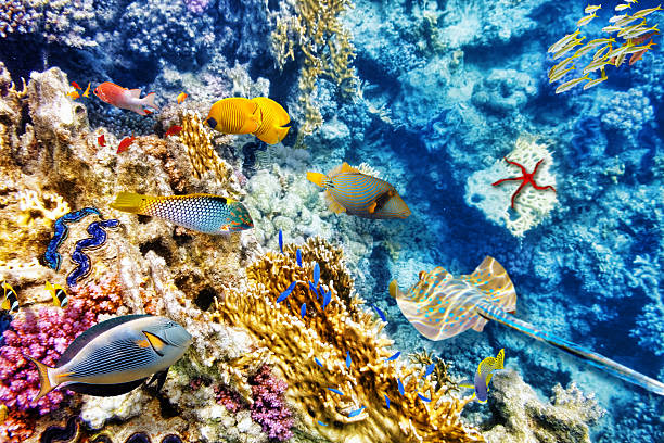istock Underwater world with corals and tropical fish. 473013080