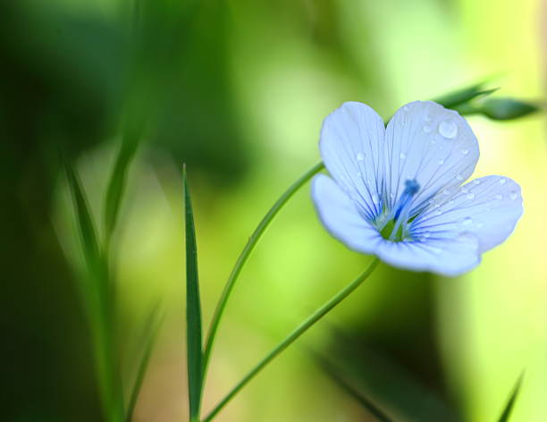 istock water drops on the blue flower 473013754