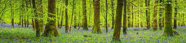 forêt de conte de fées vert vif de la végétation paisible woodland panorama bleu fleurs - forest fern glade copse photos et images de collection